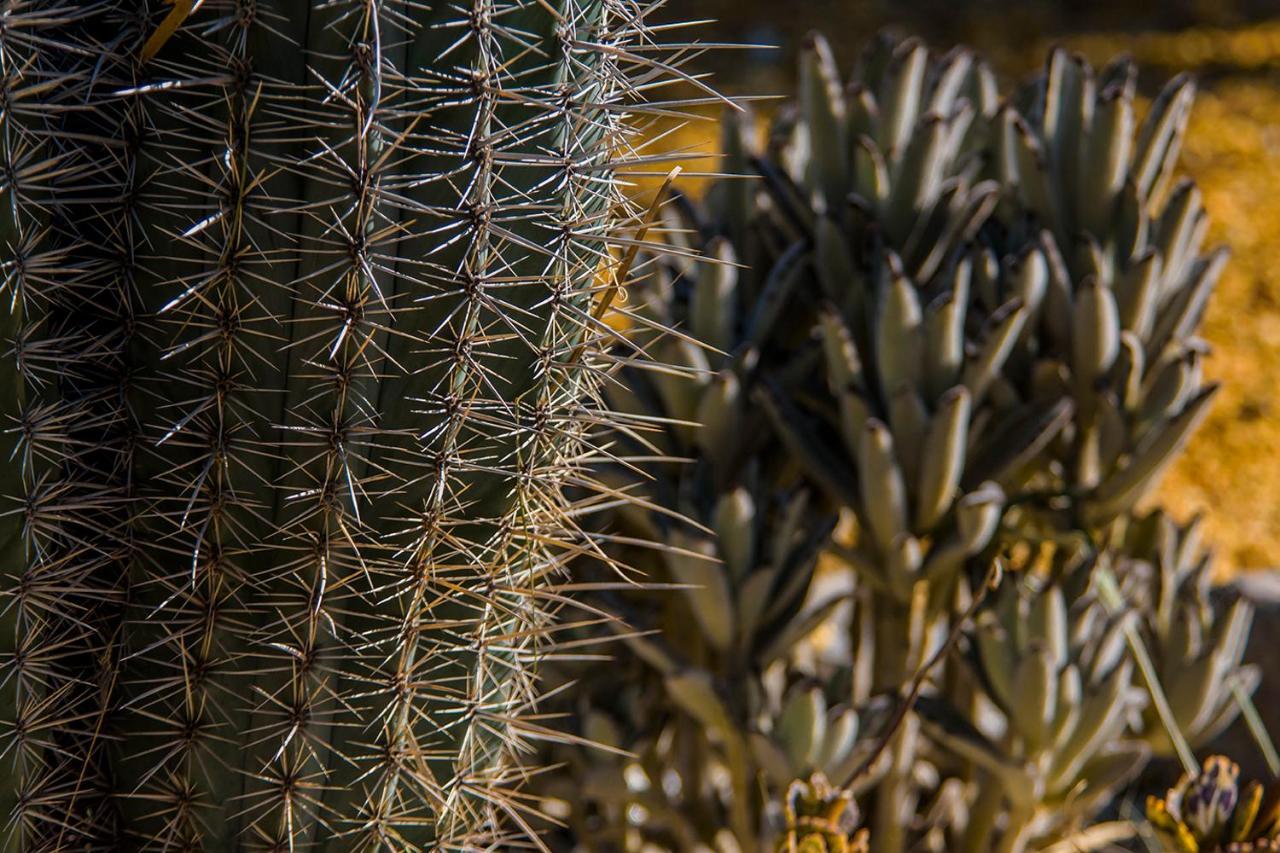 Cortijo 4 Elementos Bed and Breakfast Lucainena de las Torres Exteriör bild